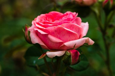 Bahçedeki yeşil yaprakların arka planına sahip pembe gülü kapat.