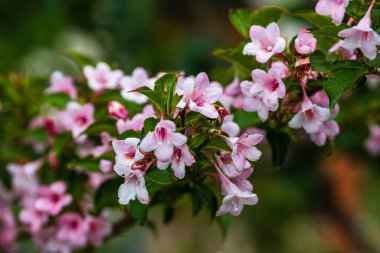 Close up of beautiful pink flowers Weigela isolated in garden. clipart