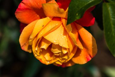 Kapatın ve açık havada turuncu güllere odaklanın..