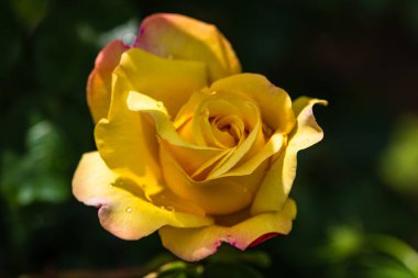 Yeşil yapraklı sarı gül çiçeğini kapat..