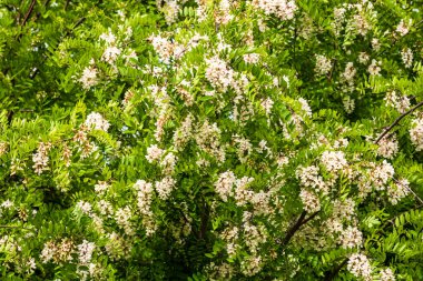 Çiçek açan akasya ağacı (Robinia psödoacia). Akasya çiçek dalları yeşil bir altyapıya sahiptir