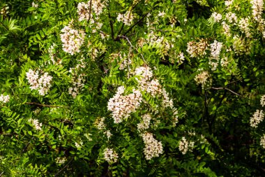 Çiçek açan akasya ağacı (Robinia psödoacia). Akasya çiçek dalları yeşil bir altyapıya sahiptir