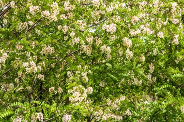 Çiçek açan akasya ağacı (Robinia psödoacia). Akasya çiçek dalları yeşil bir altyapıya sahiptir