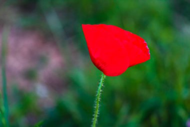 Güneşte kırmızı gelincik çiçeklerini kapat ve seçici bir şekilde arka plan bulanıklığına odaklan..