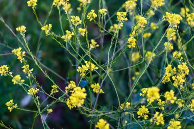 Kapatın vahşi sarı ve küçük çiçekleri güneş ışığında,