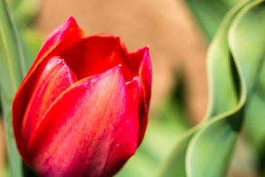 Kırmızı lale çiçeğinin yakın plan görüntüsü bulanık. Makro lale iğnesi..