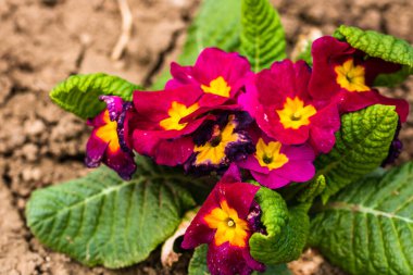 Primula çiçekleri. Kapatın fotoğrafı. Bahçeye ekilmiş çiçekler..