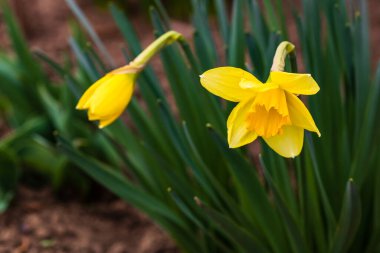 Narcissus bitkisi, sarı nergis çiçeği bahçede..