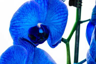 Güzel ve mavi orkide çiçekleri. Phalaenopsis izole edilmiş, detaylandırılmış ve yakın plan fotoğrafı..