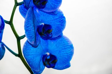 Güzel ve mavi orkide çiçekleri. Phalaenopsis izole edilmiş, detaylandırılmış ve yakın plan fotoğrafı..
