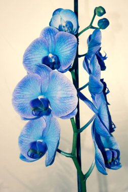 Güzel ve mavi orkide çiçekleri. Phalaenopsis izole edilmiş, detaylandırılmış ve yakın plan fotoğrafı..