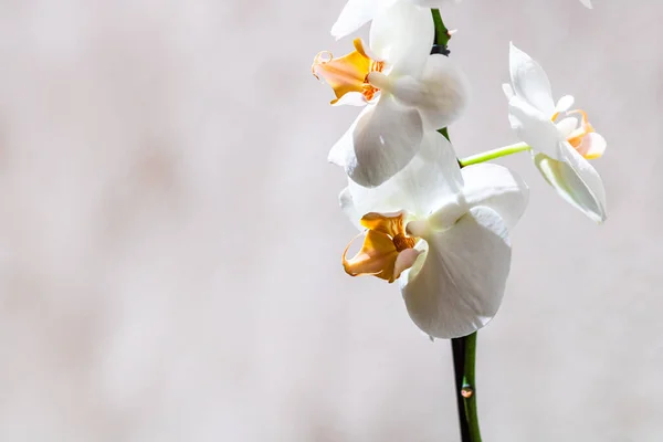 Bellissimi Delicati Fiori Orchidea Phalaenopsis Dettaglio Foto Vicino — Foto Stock