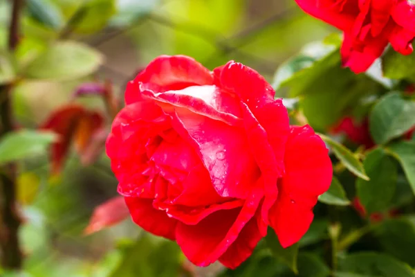 Nahaufnahme Foto Einer Roten Rose Einem Isolierten Garten — Stockfoto