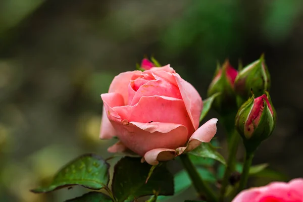 粉红的玫瑰 背景为花园中的绿叶 — 图库照片
