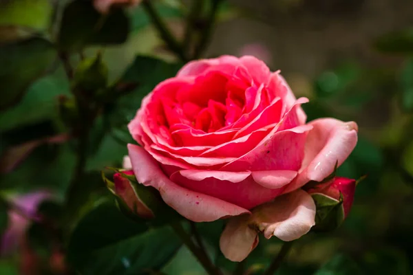 Bahçedeki Yeşil Yaprakların Arka Planına Sahip Pembe Gülü Kapat — Stok fotoğraf