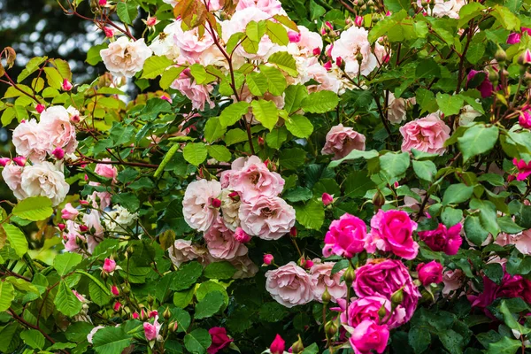 Bir sürü pembe güllü bahçe, yeşil yapraklı izole güller.