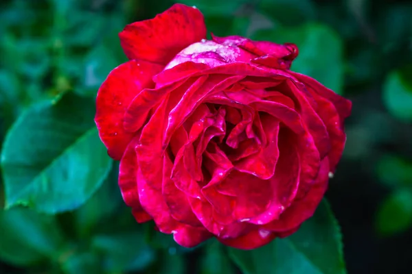 Close Photo Red Rose Garden Isolated — Stock Photo, Image