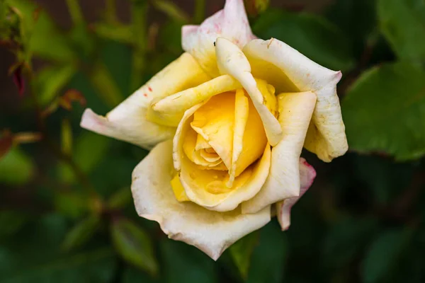 Nahaufnahme Der Gelben Rose Blume Isoliert Mit Hintergrund Der Grünen — Stockfoto