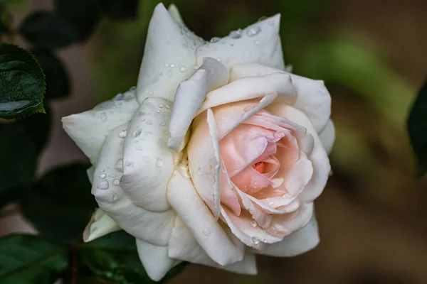 Κοντινό Πλάνο Του Λευκού Τριαντάφυλλου Σταγόνες Βροχής Φόντο Πράσινων Φύλλων — Φωτογραφία Αρχείου