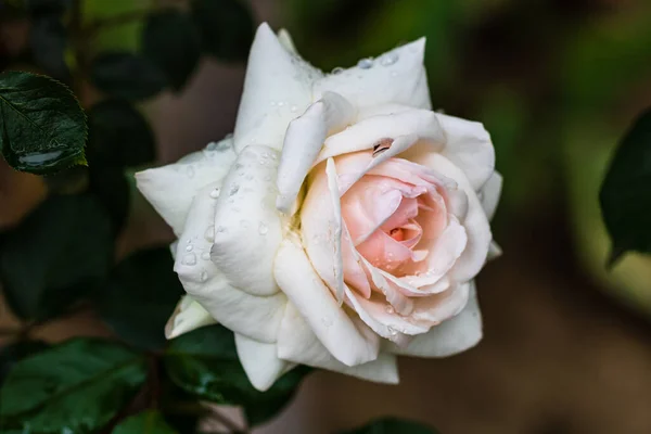 Κοντινό Πλάνο Του Λευκού Τριαντάφυλλου Σταγόνες Βροχής Φόντο Πράσινων Φύλλων — Φωτογραφία Αρχείου