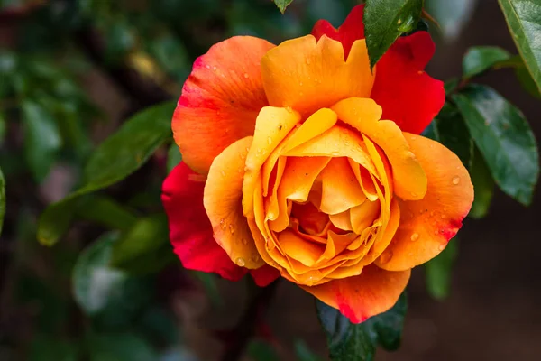 Kapatın ve açık havada turuncu güllere odaklanın..