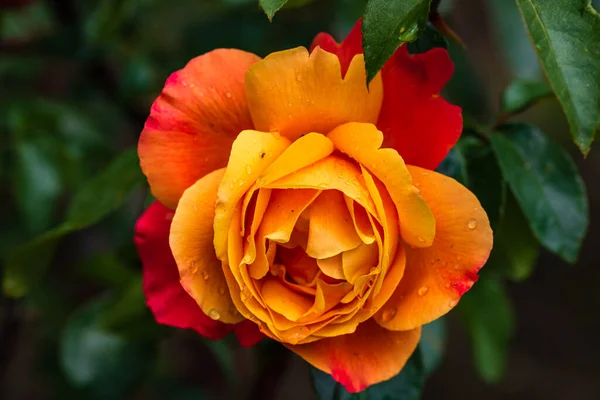 Nahaufnahme Und Selektiver Fokus Auf Orangefarbene Rosen Freien — Stockfoto