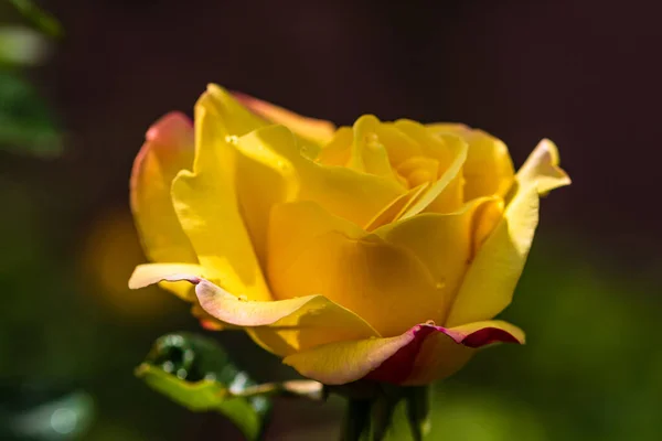 Gros Plan Fleur Rose Jaune Isolée Avec Fond Feuilles Vertes — Photo