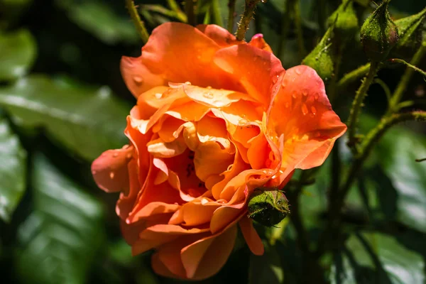 Zbliżenie Selektywne Skupienie Się Pomarańczowej Róży Outdoor — Zdjęcie stockowe