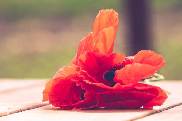 Güneşte Kırmızı Gelincik Çiçeklerini Kapat Seçici Bir Şekilde Arka Plan — Stok fotoğraf
