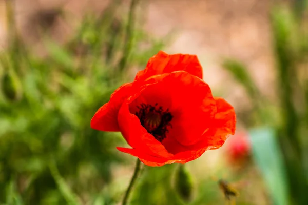 Gros Plan Fleurs Pavot Sauvage Rouge Lumière Soleil Avec Accent — Photo