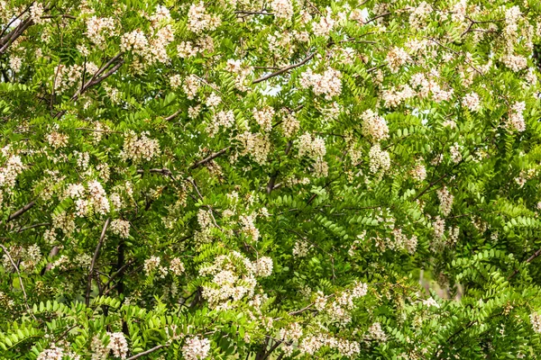 Çiçek açan akasya ağacı (Robinia psödoacia). Akasya çiçek dalları yeşil bir altyapıya sahiptir