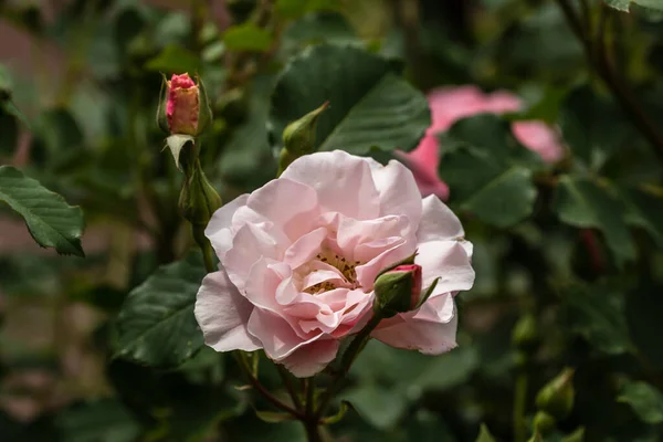 Primer Plano Rosa Brillante Con Fondo Hojas Verdes Jardín —  Fotos de Stock