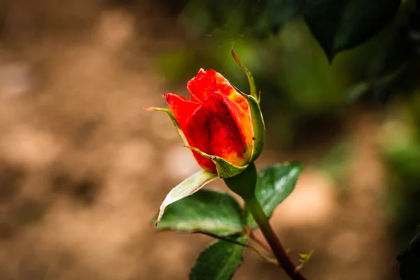 Close Bocciolo Rosa Arancione Isolato Giardino — Foto Stock