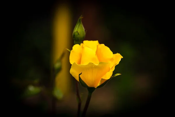 黄玫瑰花的特写 背景为绿叶 — 图库照片