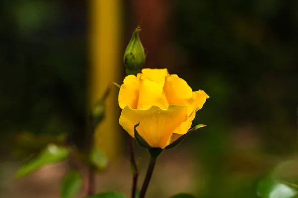 Primer Plano Flor Rosa Amarilla Aislada Con Fondo Hojas Verdes —  Fotos de Stock