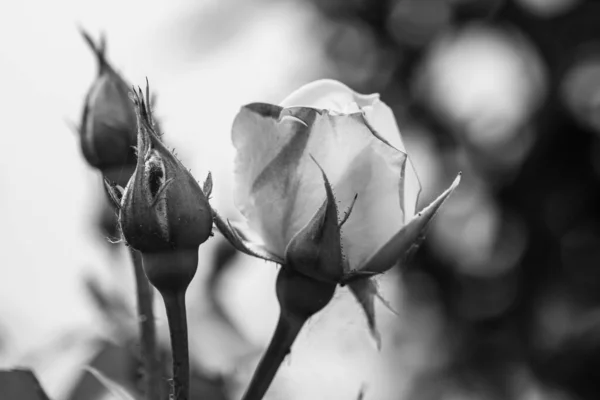 Foto Preto Branco Close Rosa Com Botões Isolados Jardim — Fotografia de Stock