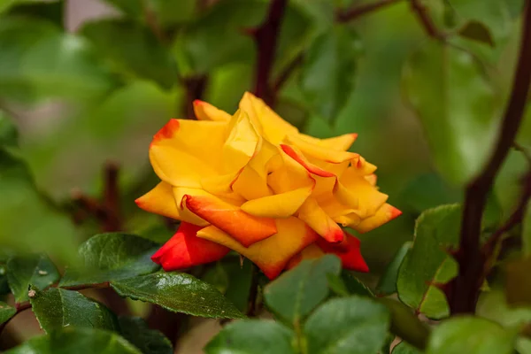 Primer Plano Flor Rosa Amarilla Aislada Con Fondo Hojas Verdes —  Fotos de Stock
