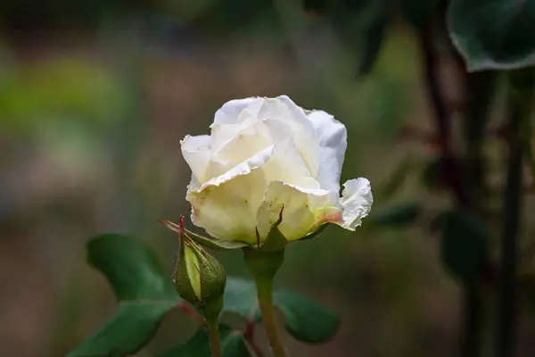 Primer Plano Rosa Blanca Brillante Con Fondo Hojas Verdes Jardín —  Fotos de Stock