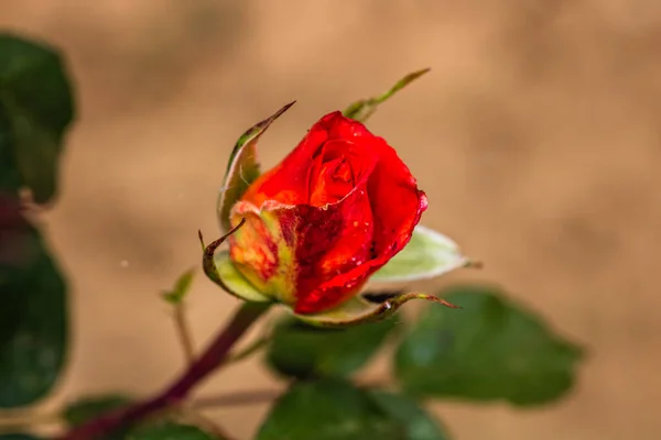 Close Bourgeon Rose Orange Isolé Dans Jardin — Photo