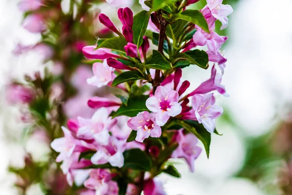 Güzel Pembe Çiçeklere Yakın Weigela Bahçede Izole Edilmiş — Stok fotoğraf