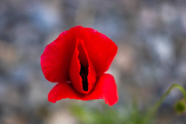 Close Red Wild Poppy Flowers Sunlight Selective Focus Blurred Background — Stock Photo, Image