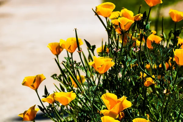 Gros Plan Fleurs Pavot Californie Orange Dans Jardin — Photo