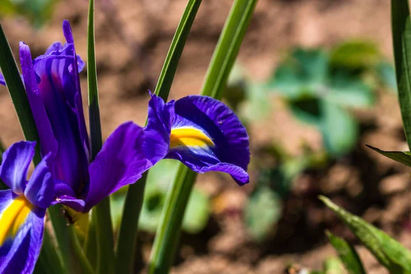 Bahçede Izole Edilmiş Renkli Iris Çiçeklerine Yakın — Stok fotoğraf