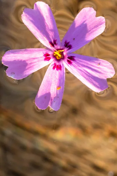 Macro Disparo Una Flor Salvaje Púrpura Claro Aislado Agua —  Fotos de Stock