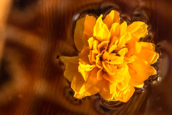 Макро Знімав Квітку Kerria Japonica Pleniflora Ізольовану Воді Жовта Японка — стокове фото