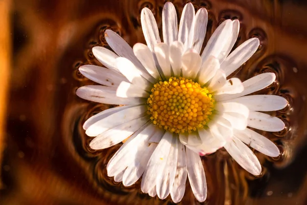 Makroaufnahme Eines Weißen Gänseblümchens Bellis Perennis Isoliert Auf Dem Wasser — Stockfoto