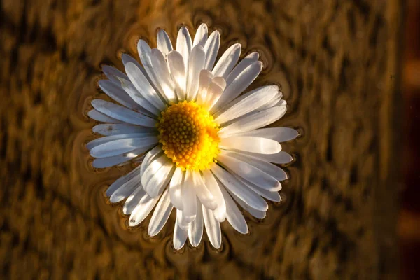 Makro Skott Vit Tusensköna Magen Perennis Isolerad Vatten — Stockfoto