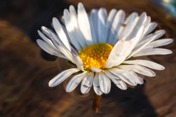 Makroaufnahme Eines Weißen Gänseblümchens Bellis Perennis Isoliert Auf Dem Wasser — Stockfoto