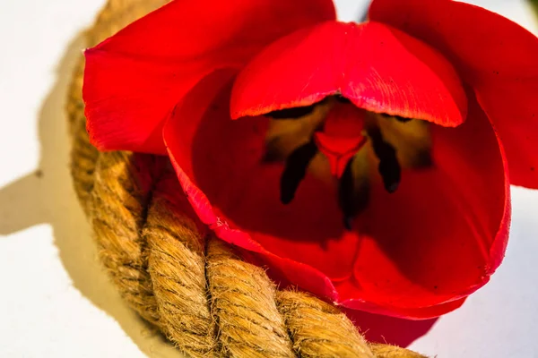 Macro Tiro Uma Tulipa Vermelha Isolada Tulipa Pistil Perto Detalhes — Fotografia de Stock