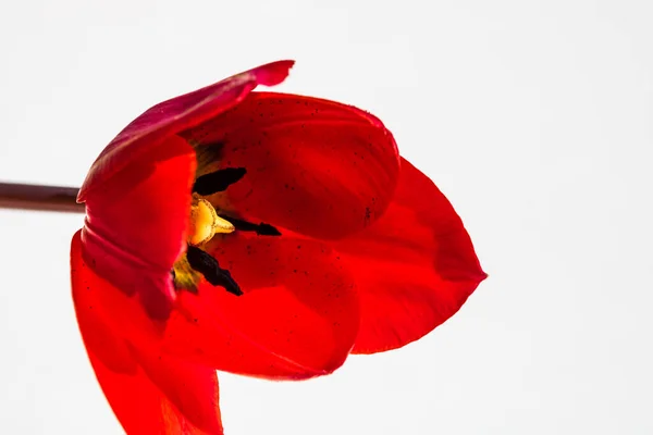 Plan Macro Une Tulipe Rouge Isolée Tulipe Pistil Près Détails — Photo